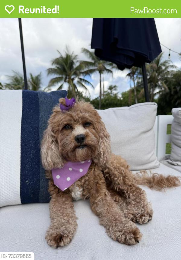 Reunited Female Dog last seen Near Lone Pine Rd, Delray Beach, FL 33445, USA, Delray Beach, FL 33445