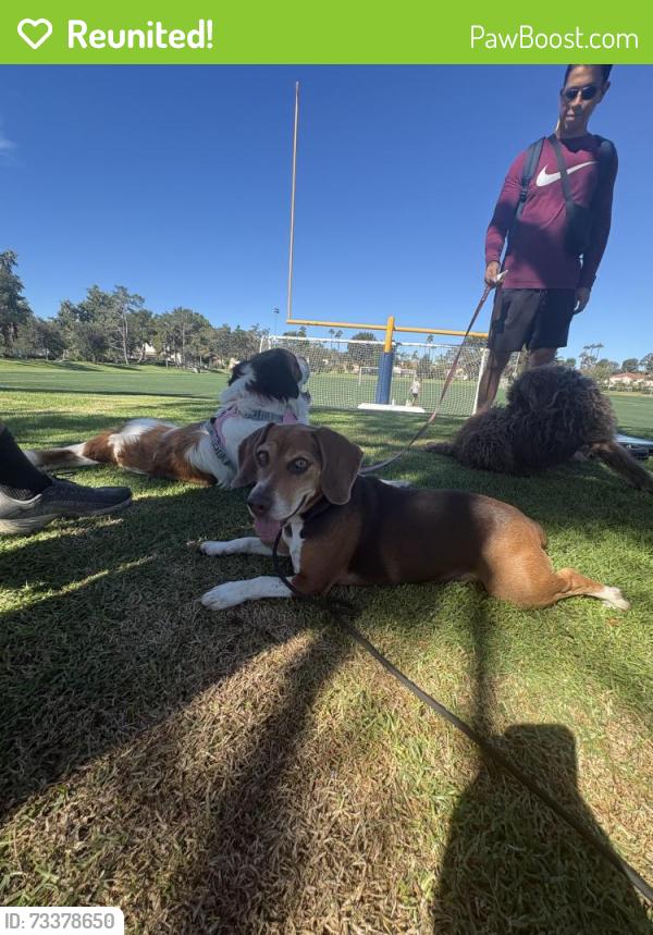 Reunited Female Dog last seen Beechwood Ave and Harris, Lynwood, CA 90262