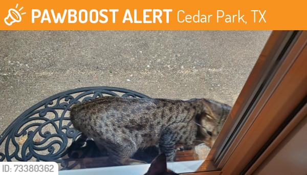Found/Stray Unknown Cat last seen Anderson Mill West, Cedar Park, TX 78613