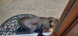 Found/Stray Unknown Cat last seen Anderson Mill West, Cedar Park, TX 78613