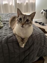 Lost Female Cat last seen School street, Folsom, CA 95630