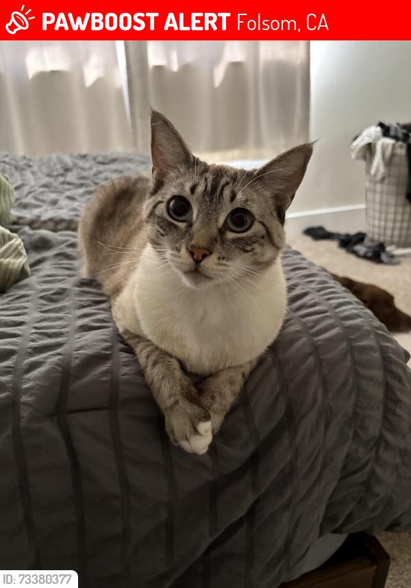 Lost Female Cat last seen School street, Folsom, CA 95630