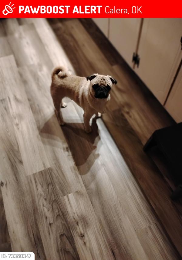 Lost Male Dog last seen Across the parking lot of the Dollar Store, Calera, OK 74730