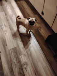 Lost Male Dog last seen Across the parking lot of the Dollar Store, Calera, OK 74730