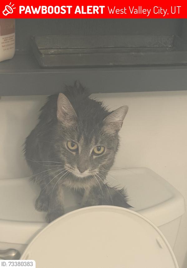 Lost Male Cat last seen Granger High School, West Valley City, UT 84120
