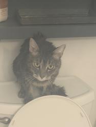 Lost Male Cat last seen Granger High School, West Valley City, UT 84120