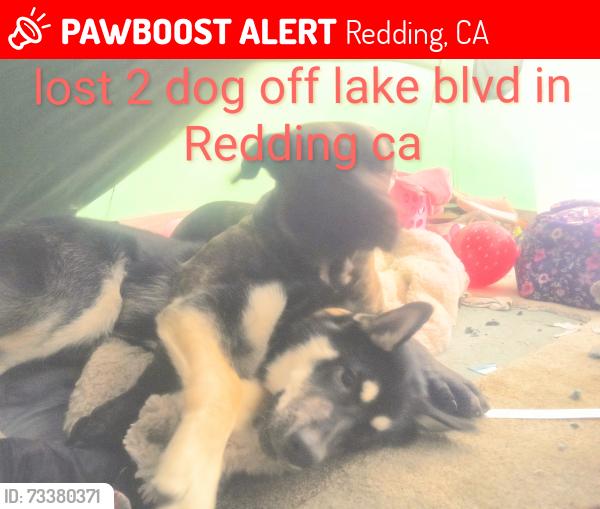 Lost Male Dog last seen Between Oasis Rd and Pine Grove, Redding, CA 96003