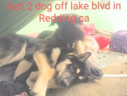 Lost Male Dog last seen Between Oasis Rd and Pine Grove, Redding, CA 96003