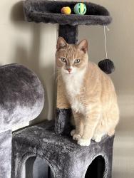 Lost Male Cat last seen Near Garvey Dr, Philadelphia, PA 19114
