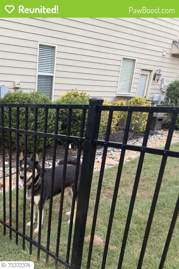 Reunited Male Dog last seen Summerhill community, Greensboro, NC 27455