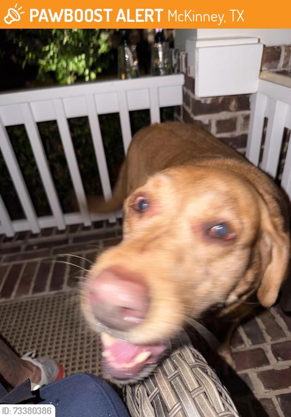 Found/Stray Female Dog last seen Petra’s restaurant, McKinney, TX 75071