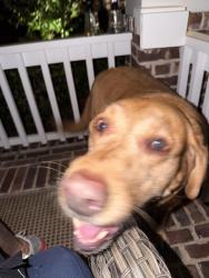 Found/Stray Female Dog last seen Petra’s restaurant, McKinney, TX 75071