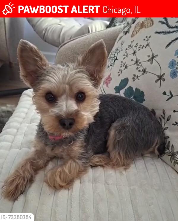 Lost Female Dog last seen Near n Sacramento, Chicago, IL 60657