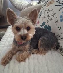 Lost Female Dog last seen Near n Sacramento, Chicago, IL 60657