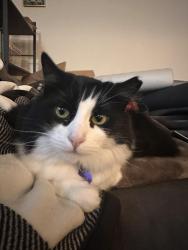 Lost Female Cat last seen Keelers Corner, Lynnwood, WA 98087