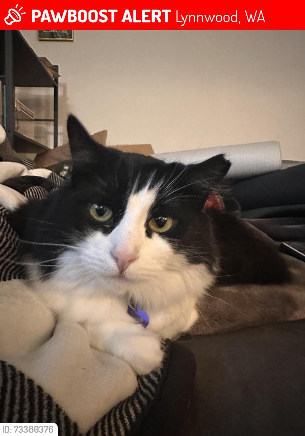 Lost Female Cat last seen Keelers Corner, Lynnwood, WA 98087