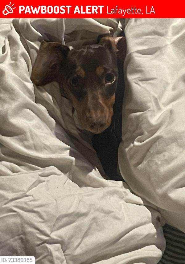Lost Female Dog last seen Cameron st and Woodrow and Cameron st and Bertrand drive, Lafayette, LA 70506
