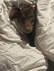 Lost Female Dog last seen Cameron st and Woodrow and Cameron st and Bertrand drive, Lafayette, LA 70506