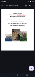 Lost Male Dog last seen Crestview and n Winter Park dr, Casselberry, FL 32707