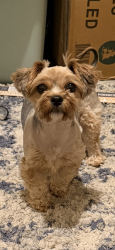 Lost Female Dog last seen Danube Ln/ Summer Breeze Dr Durham NC 27704, Durham, NC 27704