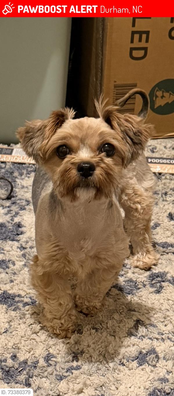Lost Female Dog last seen Danube Ln/ Summer Breeze Dr Durham NC 27704, Durham, NC 27704