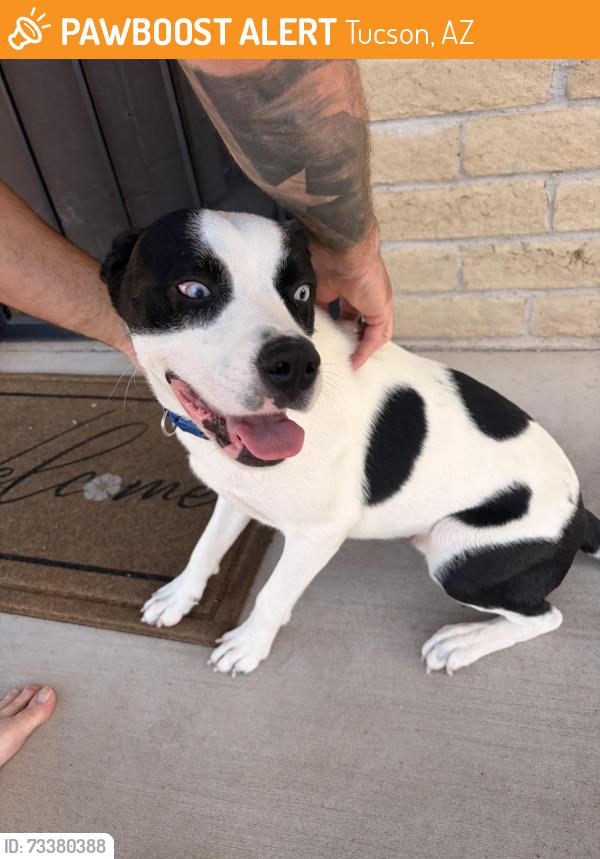 Found/Stray Male Dog last seen Pantano and Irvington, Tucson, AZ 85730