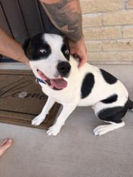 Found/Stray Male Dog last seen Pantano and Irvington, Tucson, AZ 85730