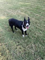 Reunited Female Dog last seen Lake Way Drive and ShallowWater Drive, Allen, TX 75013