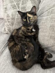 Lost Female Cat last seen Arroyo Vista Blvd and Tierra Pintada Blvd, Albuquerque, NM 87120