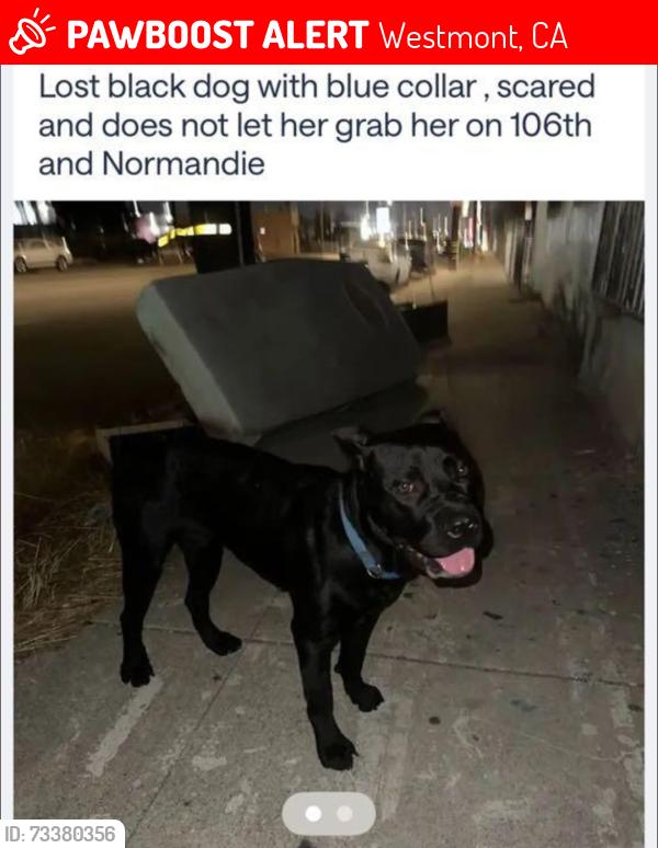 Lost Female Dog last seen Normandie and 106th st, Westmont, CA 90047