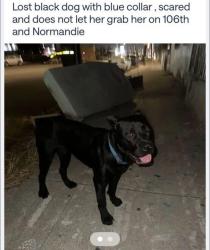 Lost Female Dog last seen Normandie and 106th st, Westmont, CA 90047