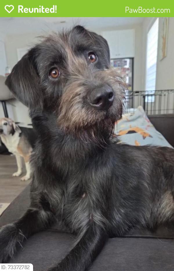 Reunited Female Dog last seen Off of Mercury & Charlton, Hampton, VA 23666