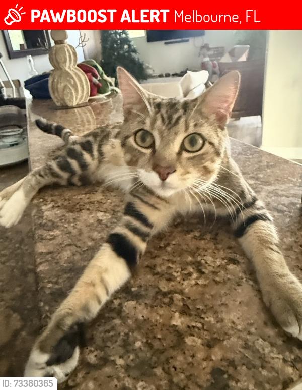 Lost Male Cat last seen Windover Farms neighborhood, Melbourne, FL 32934