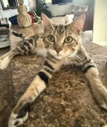 Lost Male Cat last seen Windover Farms neighborhood, Melbourne, FL 32934