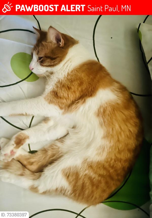 Lost Male Cat last seen Thomas and griggs, Saint Paul, MN 55104