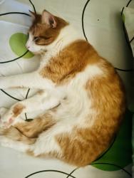 Lost Male Cat last seen Thomas and griggs, Saint Paul, MN 55104