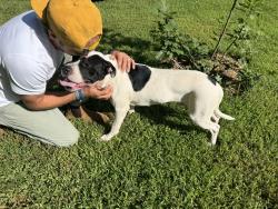 Found/Stray Male Dog last seen Near baker lane Marietta ga 30062, Marietta, GA 30062