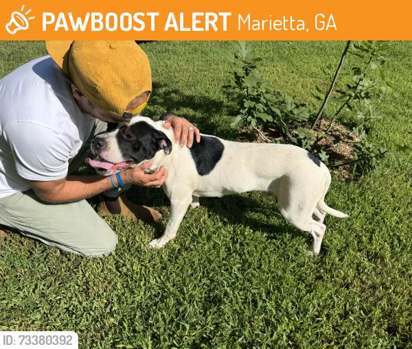 Found/Stray Male Dog last seen Near baker lane Marietta ga 30062, Marietta, GA 30062