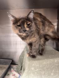 Lost Female Cat last seen Indiana and Van Buren, Riverside, CA 92503