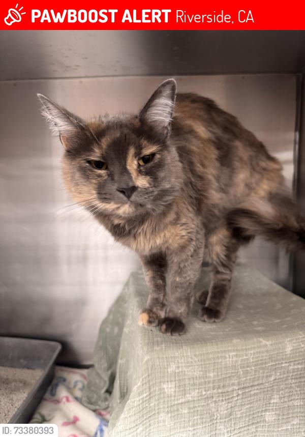 Lost Female Cat last seen Indiana and Van Buren, Riverside, CA 92503
