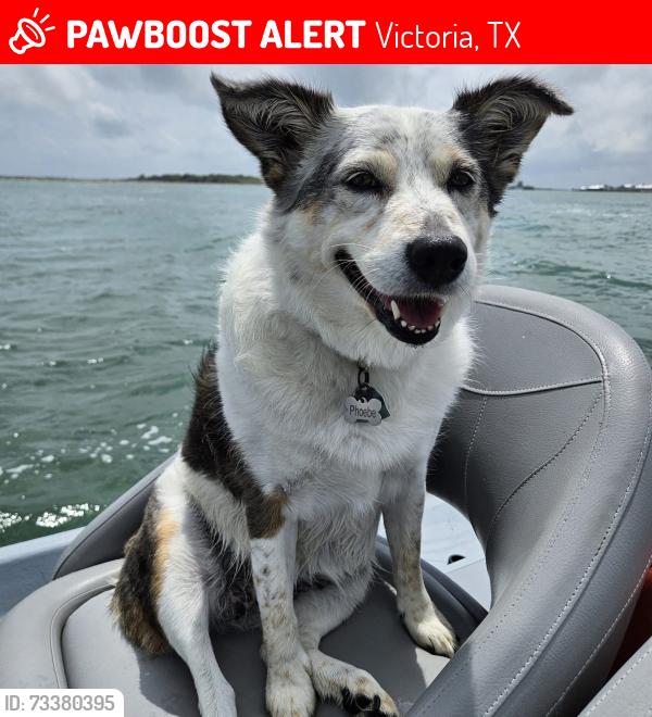Lost Female Dog last seen By Victoria College / Loma Vista Ave, Victoria, TX 77901
