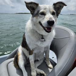 Lost Female Dog last seen By Victoria College / Loma Vista Ave, Victoria, TX 77901