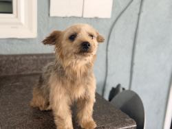 Lost Male Dog last seen Lakewood and Alondra, Paramount, CA 90723