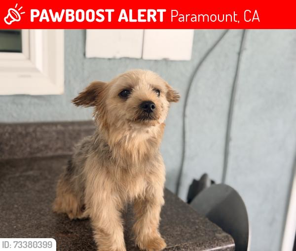 Lost Male Dog last seen Lakewood and Alondra, Paramount, CA 90723