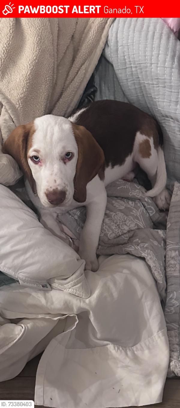 Lost Male Dog last seen Lake Texana Ganado, Ganado, TX 77962