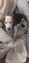 Lost Male Dog last seen Lake Texana Ganado, Ganado, TX 77962
