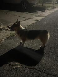 Found/Stray Male Dog last seen Near Haralson Avenue (near Walnut), Gadsden, AL 35901