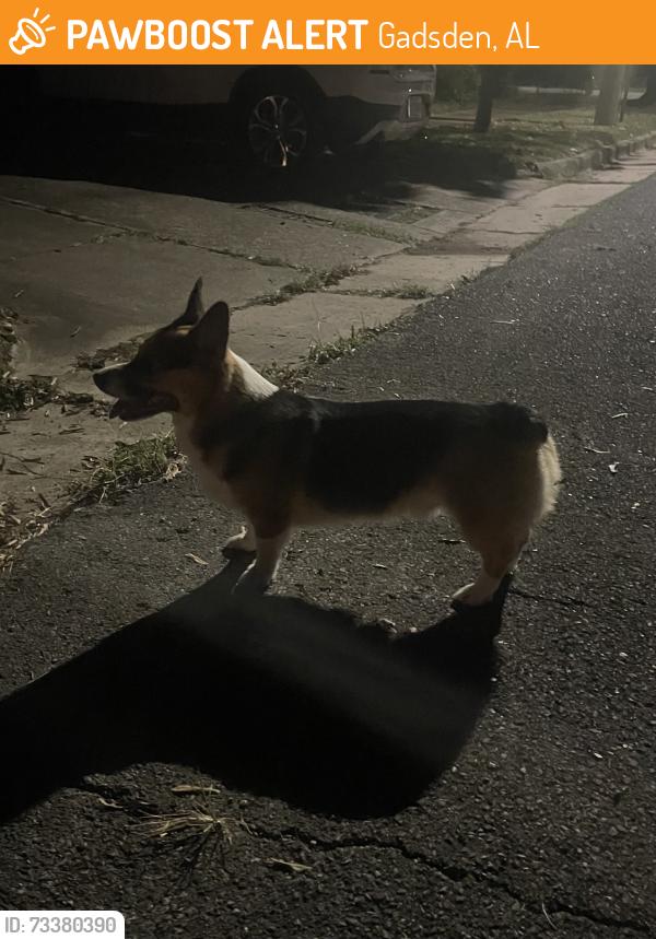Found/Stray Male Dog last seen Near Haralson Avenue (near Walnut), Gadsden, AL 35901