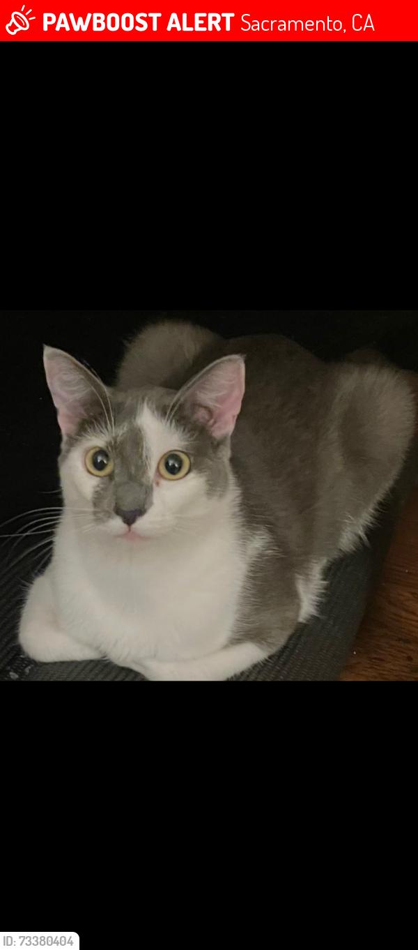 Lost Female Cat last seen Near 48 th Street, Sacramento, CA 95820