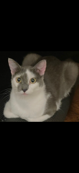 Lost Female Cat last seen Near 48 th Street, Sacramento, CA 95820